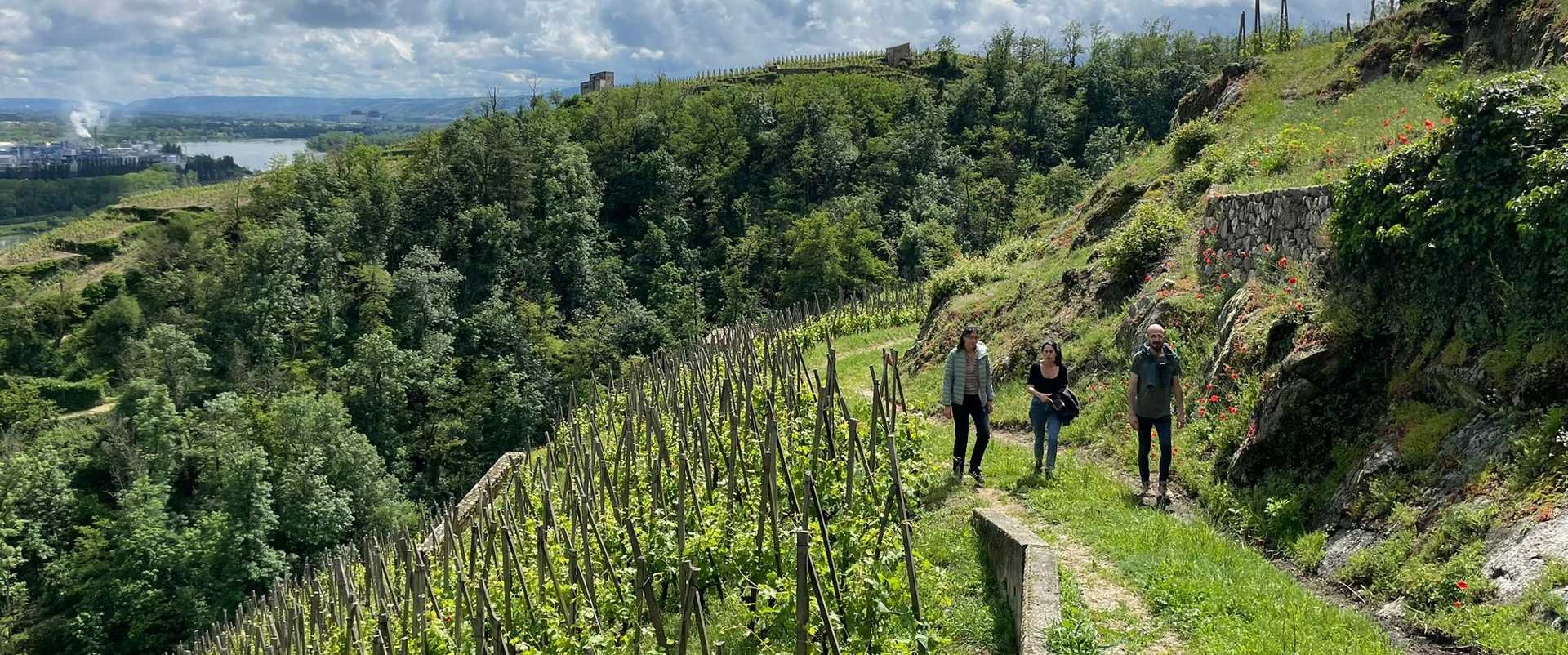 Vallée du Rhône Nord - Journée complète